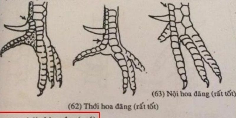 Hiểu rõ cách nhận biết vảy búp hoa đăng