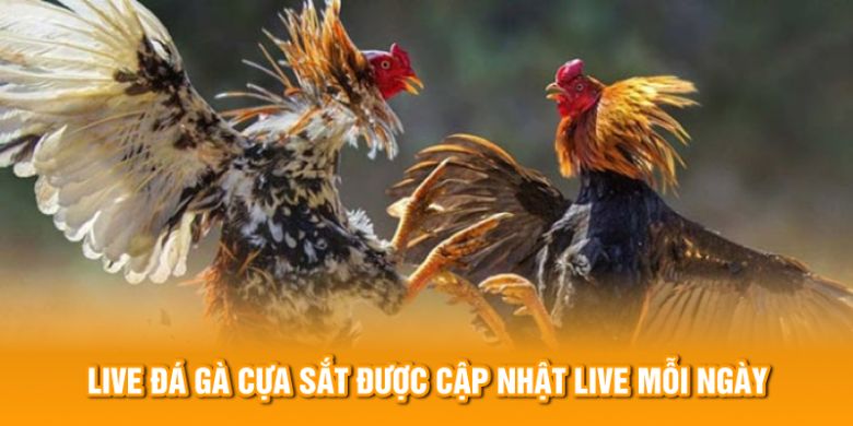 Live đá gà cựa sắt được cập nhật live mỗi ngày 