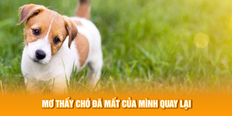 Mơ thấy chó đã mất của mình quay lại 