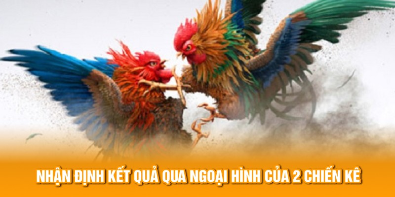 Nhận định kết quả qua ngoại hình của 2 chiến kê 